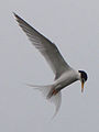 Little tern Sternula albifrons