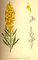 Linaria vulgaris plate 113 in: C.A.M Lindman: Bilder ur Nordens Flora first edition: (1901-1905) supp. edition (1917-1926) (fig. A)