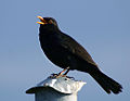 Eurasian blackbird Turdus merula