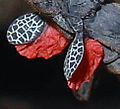 Deimatic display of the phasmid Peruphasma schultei