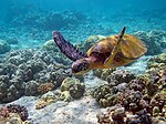 En grön havssköldpadda (Chelonia mydas) vid Hawaii i USA.