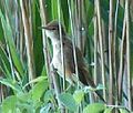 Eurasian reed warbler Acrocephalus scirpaceus