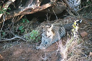 Afrika leopardo en Kenjo