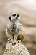 Suricata suricatta (Meerkat)