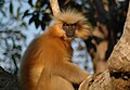 Aranylangur, Asszám erdeiben és szavannáin honos