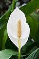 Peace lily (Spathiphyllum cochlearispathum) clearly showing the characteristic spadix and spathe of the genus