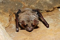 נשפון גדול Myotis myotis