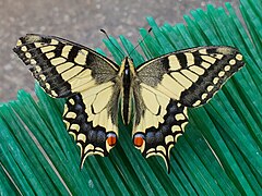 Papilio machaon (en)