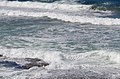 2014-10-17 Waves break on the rocks at Bamburgh.