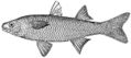 Agonostomus monticola