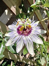 Passiflora caerulea 'Clear Sky', a tetraploid selection of P. caerulea