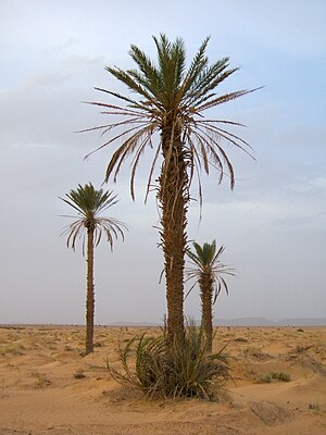 Daktilopalmoj (Merzouga, Maroko)