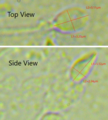 Dimensions of the human sperm head measured from a 39-year-old healthy subject.