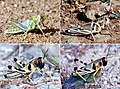 Nymphs of the desert locust: green (a) and brown (b) solitarious nymphs (5th instar); gregarious nymphs of 4th (c) and 5th instars (d) (a, Michel Lecoq; b, Antoine Foucart; c and d, Gilles Balança; CIRAD)