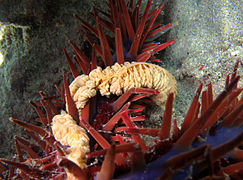 Acanthaster planci. Glándulas digestivas