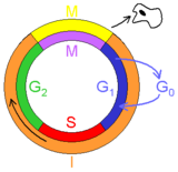 Cicle cel·lular