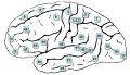 Brodmann map in lateral surface