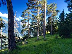 Forêts primaires des Alpes internes, Savoie.