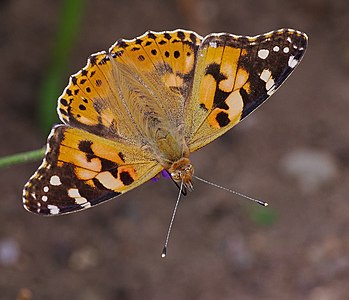 Colourful butterfly - Vanessa cardui.