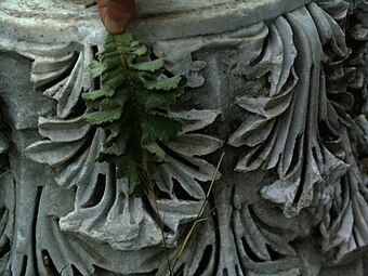 Acanthuses, one natural and the rest manmade, on a Corinthian capital