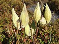 Seed pods