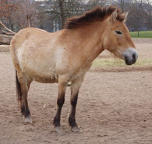 Takhi of Przewalski-Hingst (Equus ferus przewalskii) EN - endangered (trüüwet)