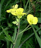 Turnip flowers