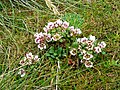 Gentianella Concinna是奧克蘭群島的一種特有的植物