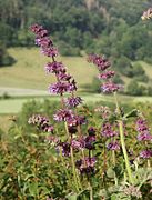 Salvia verticillata