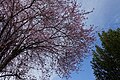 7/ à Colmar (Haut-Rhin) un 17 mars: Prunus cerasifera ('Nigra' ?)