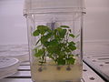 Cercis glabra in tissue culture