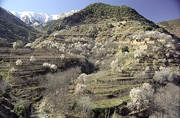 Terraces of apple-trees