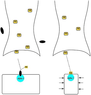 Alpha 1 blockers bind to alpha 1 adrenergic receptors on the surface of vascular smooth muscle cells. This interferes with norepinephrine (NE) binding to alpha 1 adrenergic receptors, preventing smooth muscle contraction.