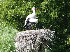 Stork in Romaine.