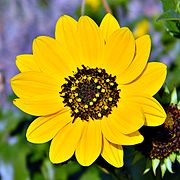 Flower from the Juno Dunes Natural Area