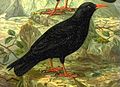 Red-billed chough Pyrrhocorax pyrrhocorax