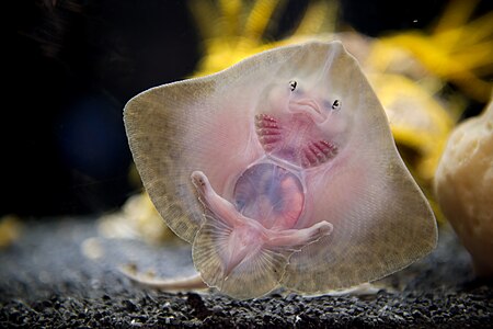 Probably Dentiraja lemprieri (Thornback Skate) or Leucoraja erinacea (Little Skate)