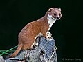 weasel