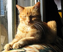 Chat tabby roux en intérieur, allongé au soleil devant une fenêtre.