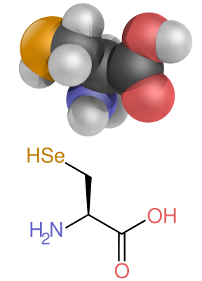 A diagram showing the structure of selenocysteine