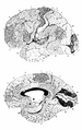 Brodmann map of human brain