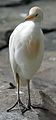 Cattle egret Bubulcus ibis