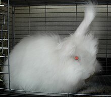 Japanese Angora (August 2009)