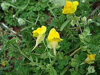 Linaria platycalyx