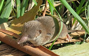 Crocidura russula (Soricomorpha).