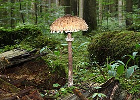 Un sporophore de la Lépiote élevée ou coulemelle photographié à Ulm, en Allemagne. (définition réelle 3 000 × 2 149)