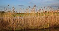 Paisaxe típica de carrizos (Phragmites australis) no delta do Danubio, reserva da biosfera