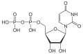 Uridindiphosphat (UDP)