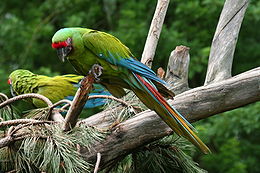 У Schmiding Zoo, Австрія