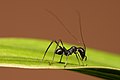 Macroxiphus sp. (strettamente imparentato con grilli e cavallette) mima una formica.